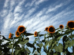 sunflower sky